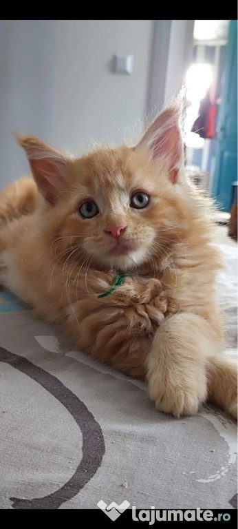 Maine coon băieței și fetițe