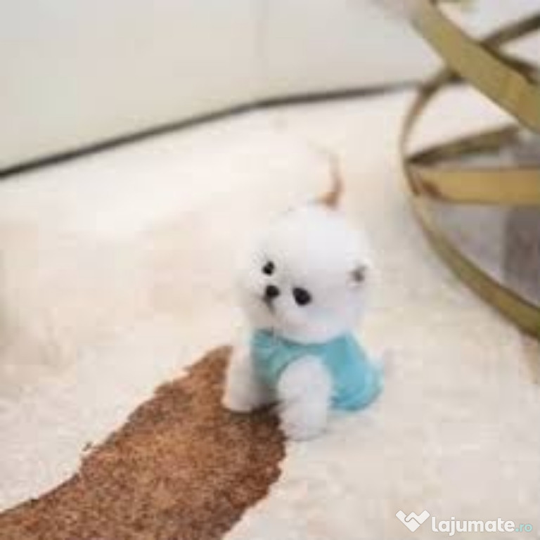 Pomeranian boo original