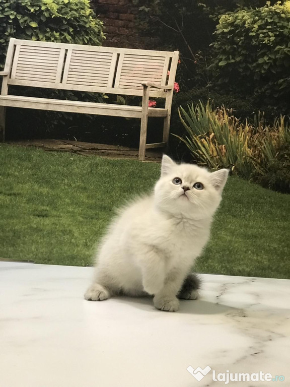 British shorthair pui superbi
