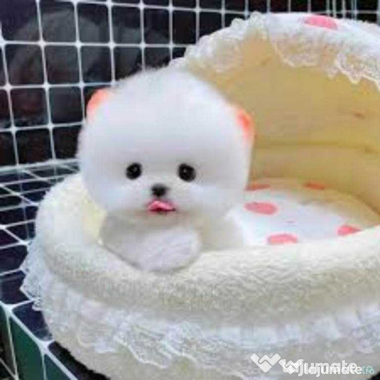 Pomeranian BOO minitoy
