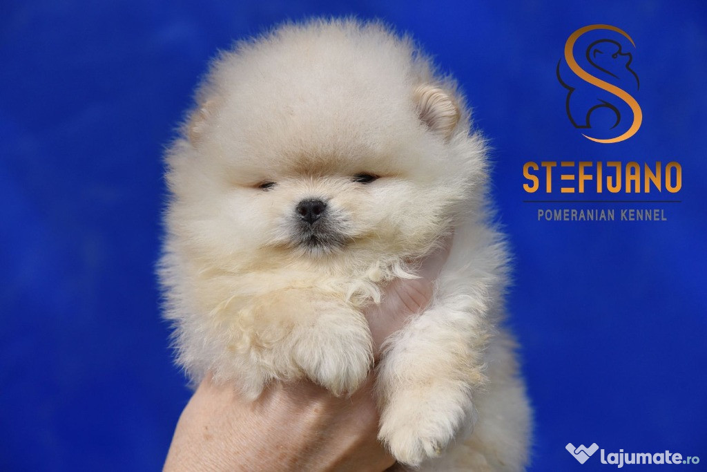 Pomeranian BOO ursuleți, Pui de Spitz Pomeranian