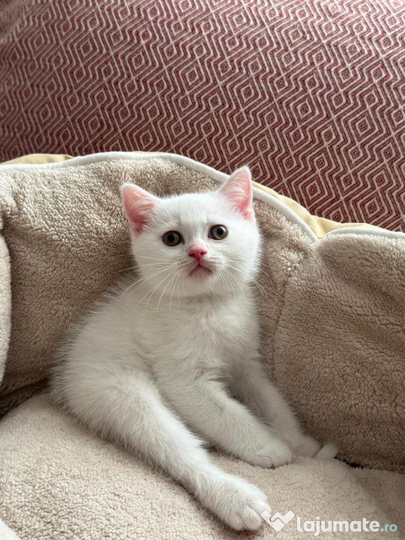 British shorthair puiuți
