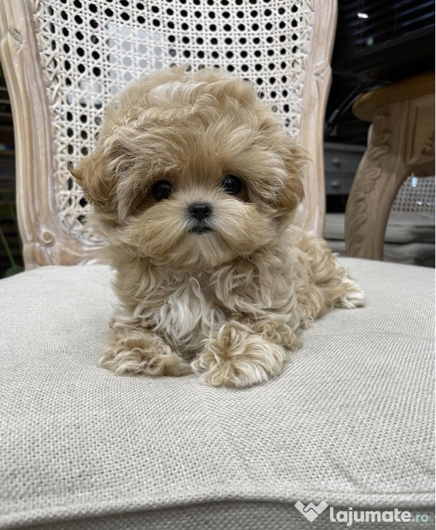 Maltipoo exemplare unice in Romania ! Mini Toy