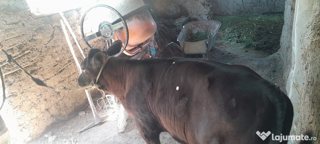 Vița de prăsilă vacă de lapte