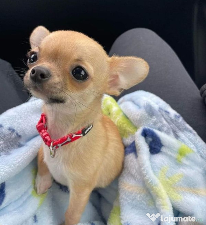 Chihuahua talie mica
