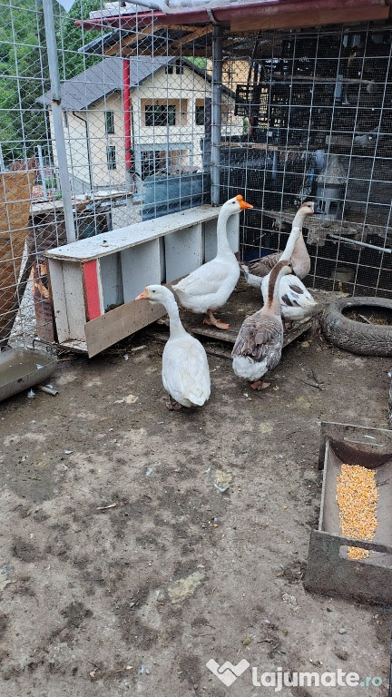 Gâște de vânzare