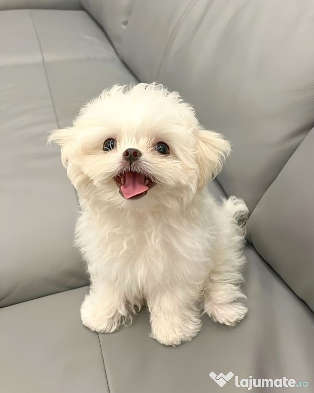 Bichon maltez mini toy