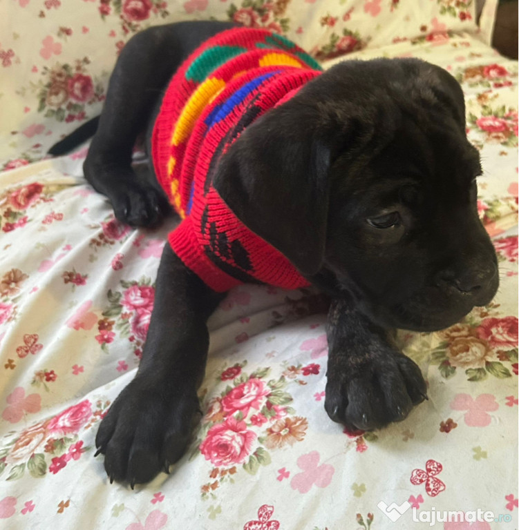 Pui cane corso rasă pură