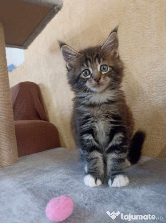 Puiuți Maine Coon