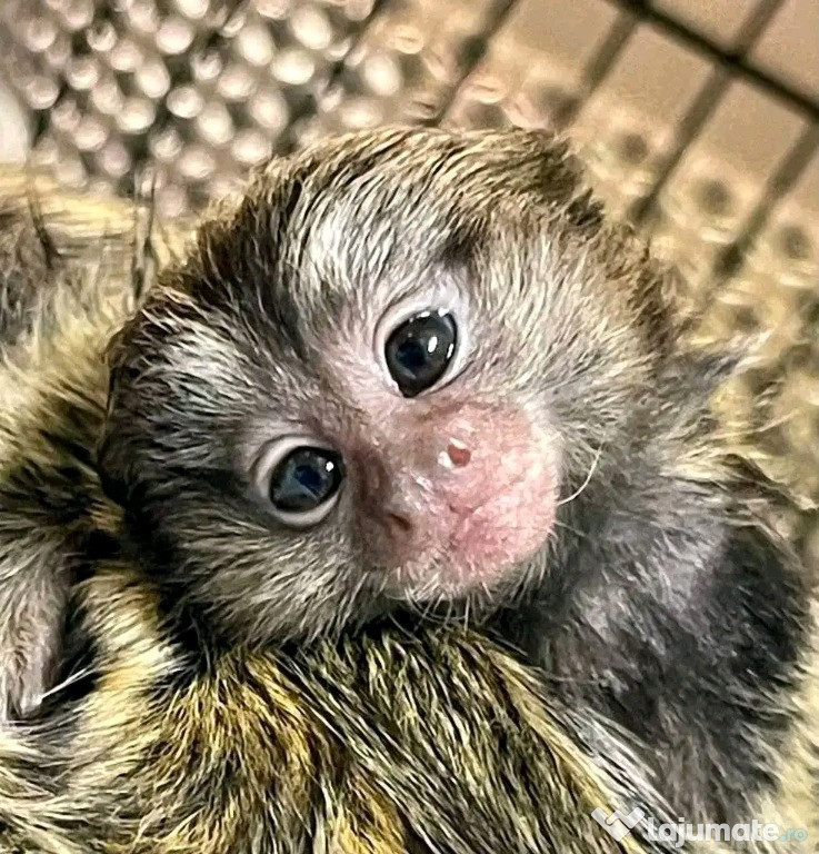 Maimuțe marmoset și capucin minunate