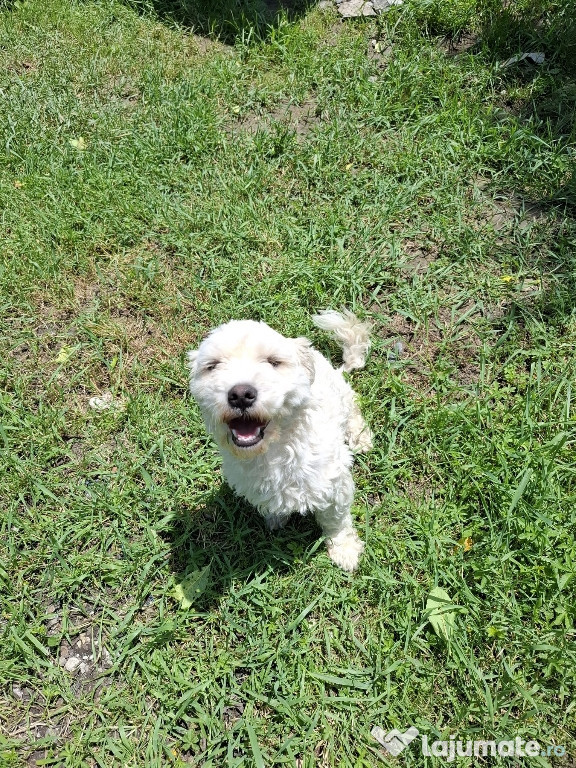 Donez bichon maltez
