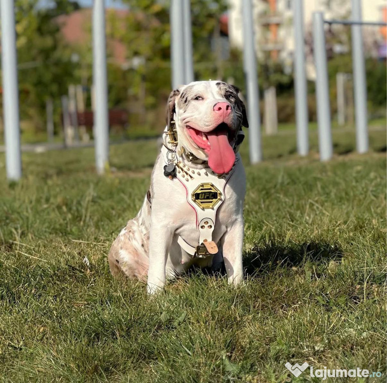 American Bully XXL