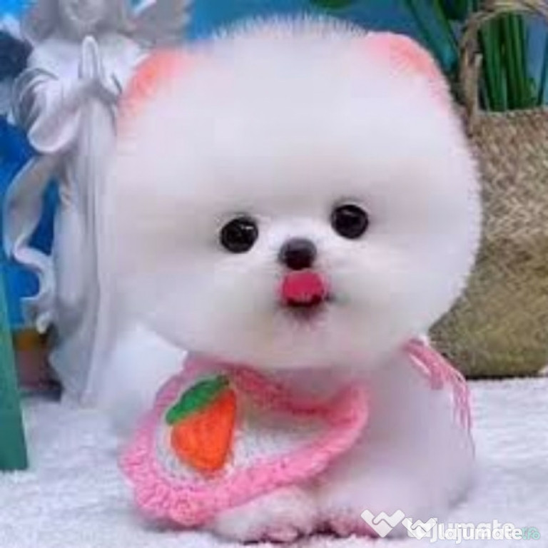 Pomeranian super mini boo