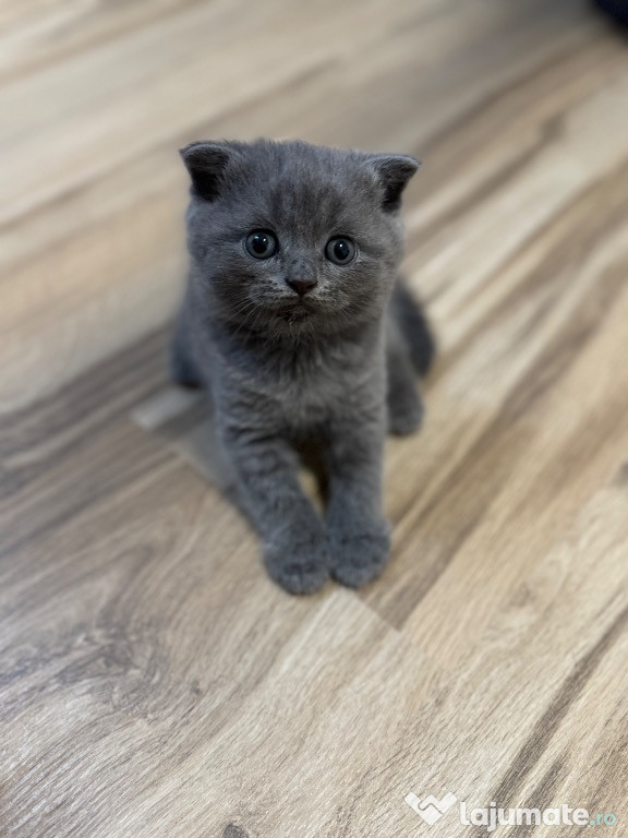 Vând pui de pisică British Short hair și Scotish Fold