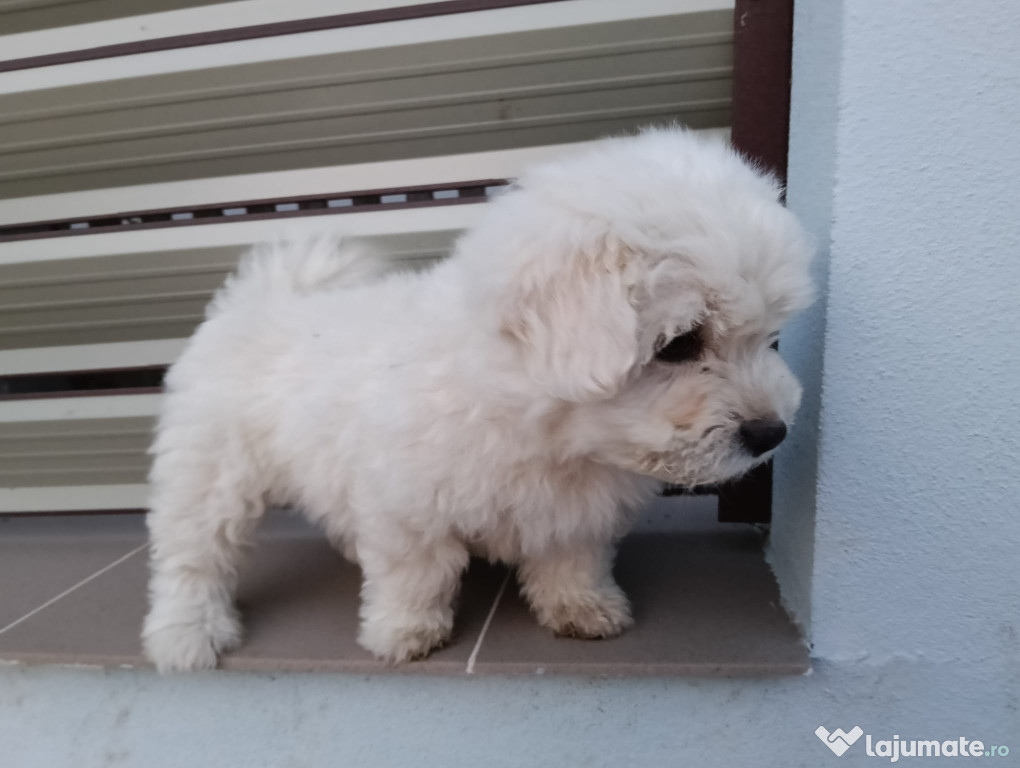Catelus bichon frisè