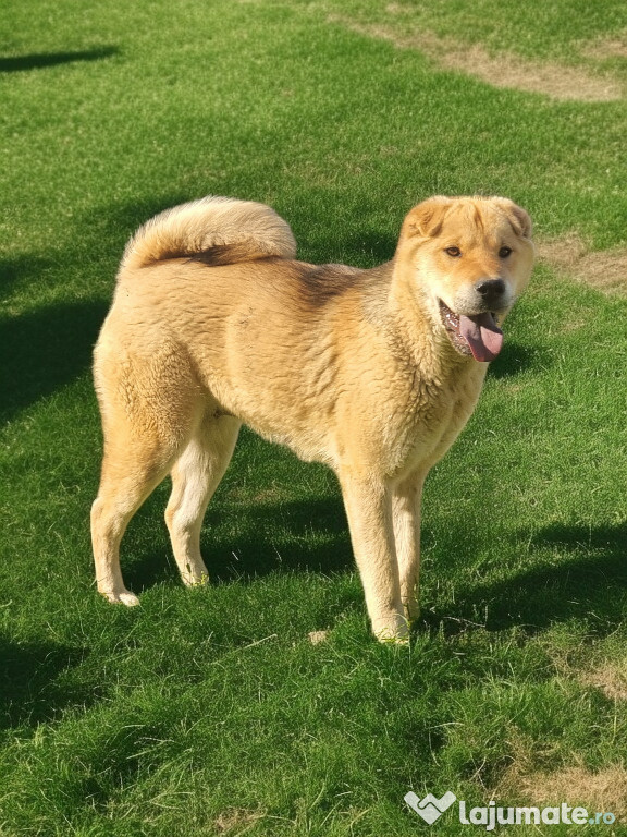 Femelă Akita Inu