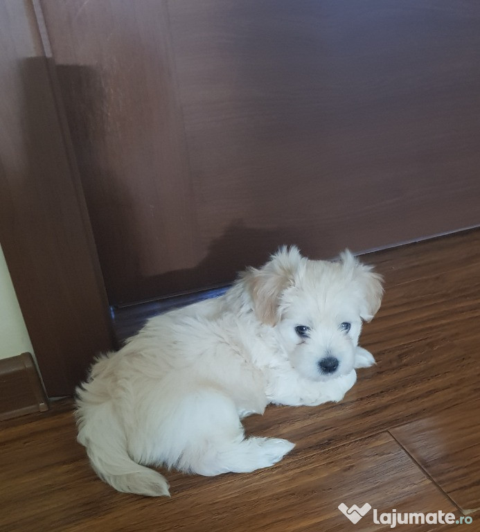 Bischon maltez pui