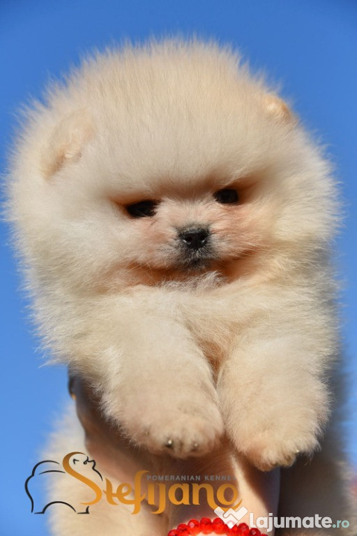 Pui Pomeranian Boo
