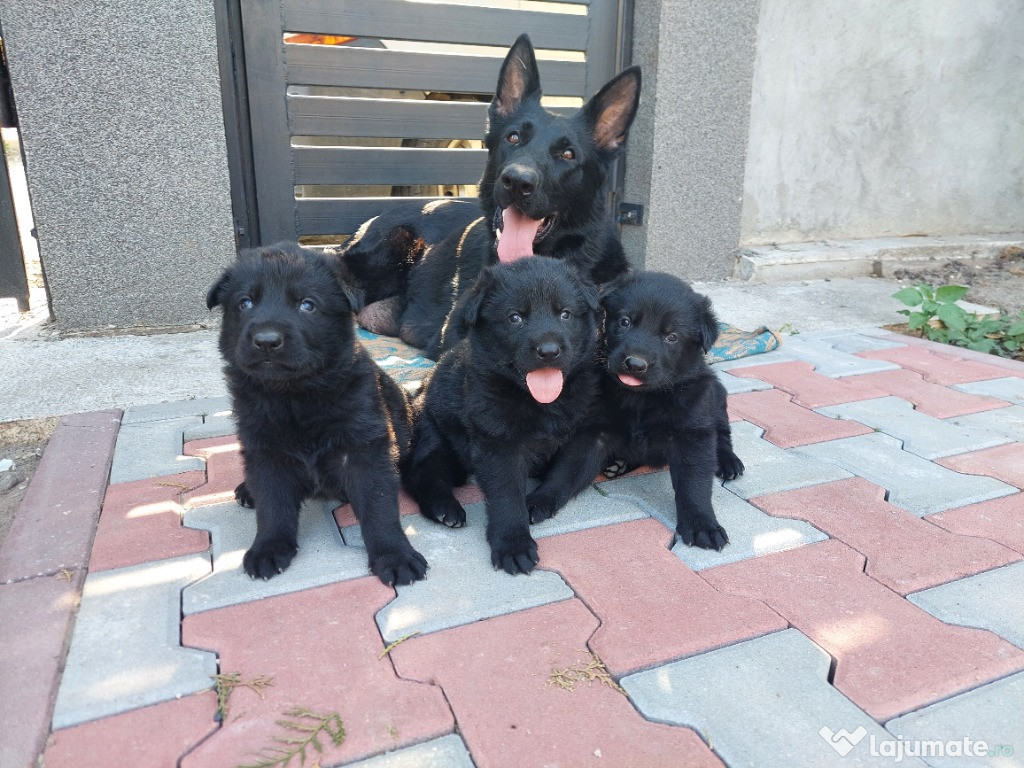 Pui Ciobanesc German Negri-Parinti cu Pedigree