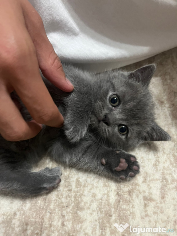 British Shorthair