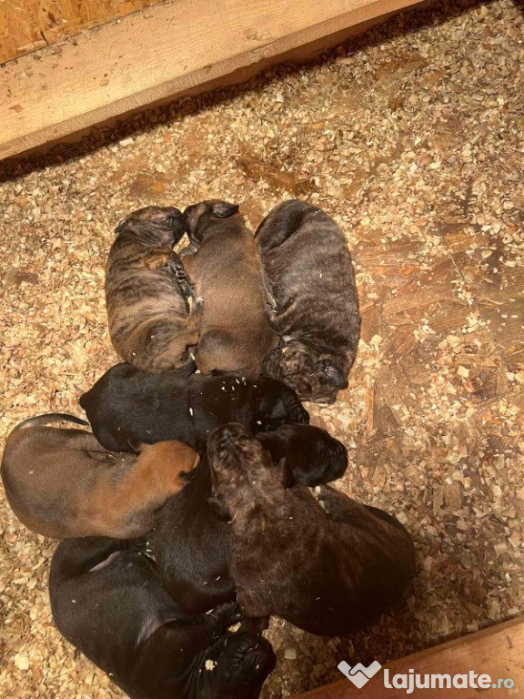 Mastiff Sud-African – Pui Boerboel