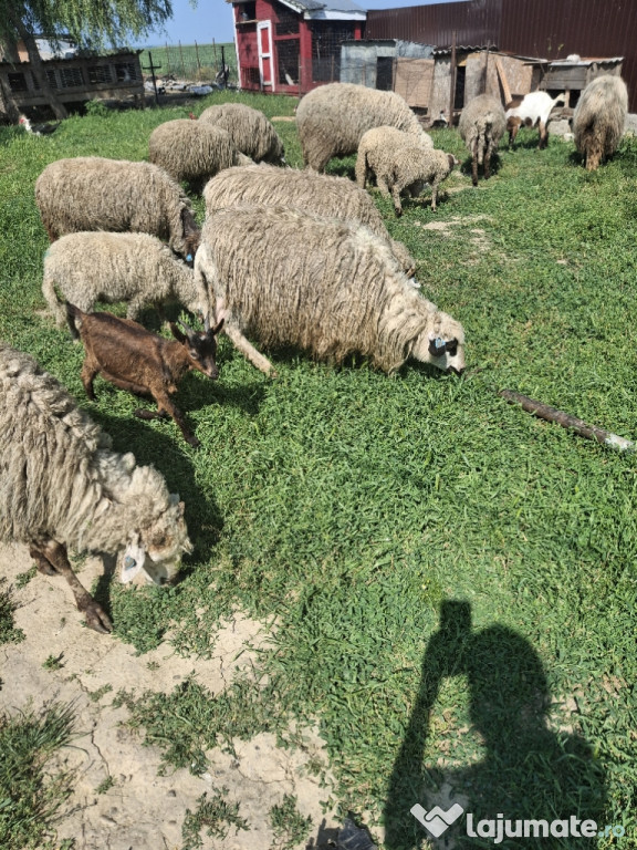 Vând oi, miei si berbec