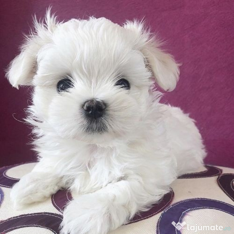 Bichon maltez mini toy