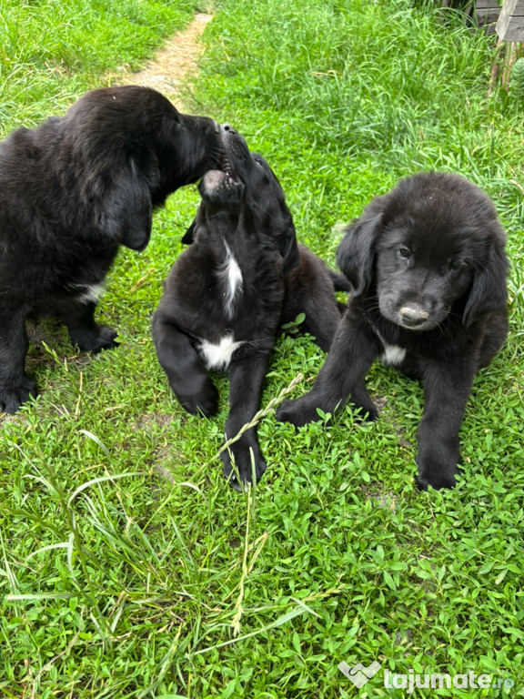 Căței metis- mama Golden Retriver