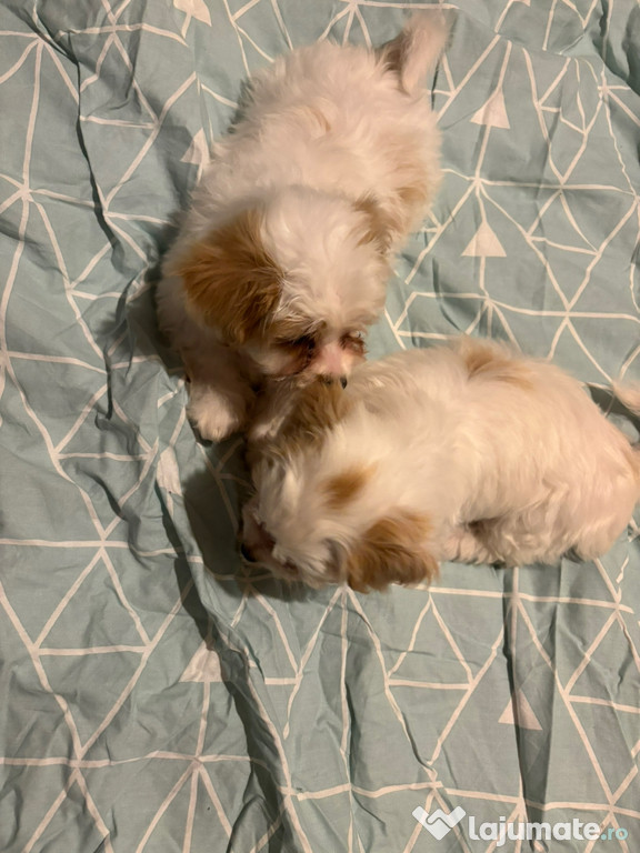 Bichon maltez de vânzare