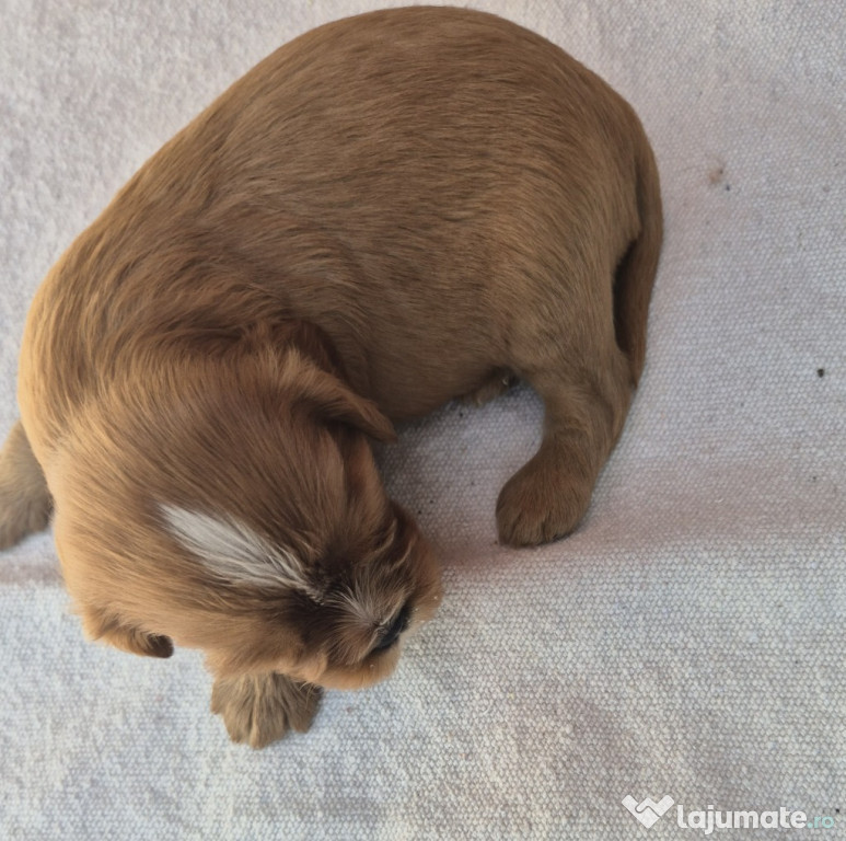 Pui Cavalier King Charles Spaniel Blenheim si Ruby cu Pedigree