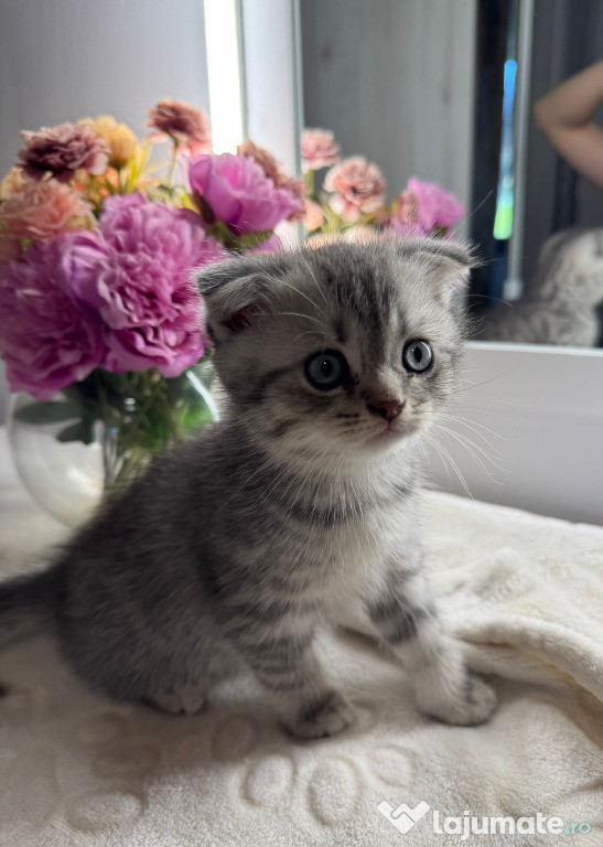Scottish Fold si Scottish Straight