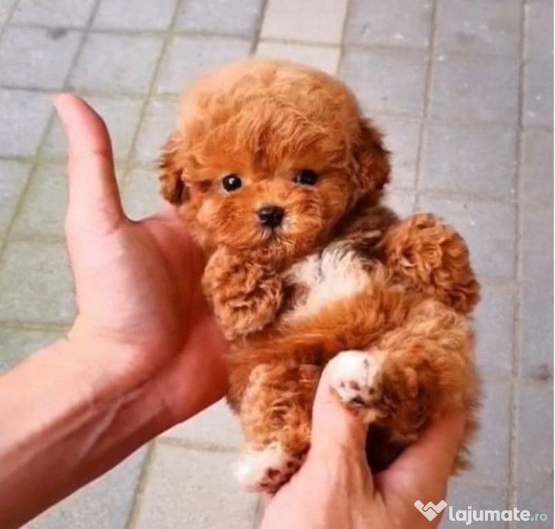Caniche pudel mini toy