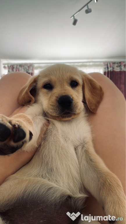 Catelusa jum labrador jum golden