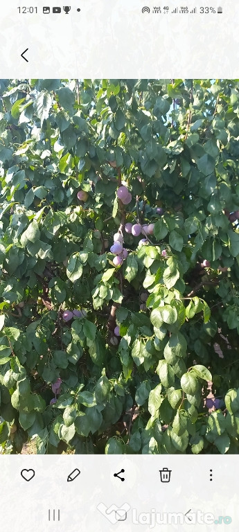 Țuică de pere si gutui