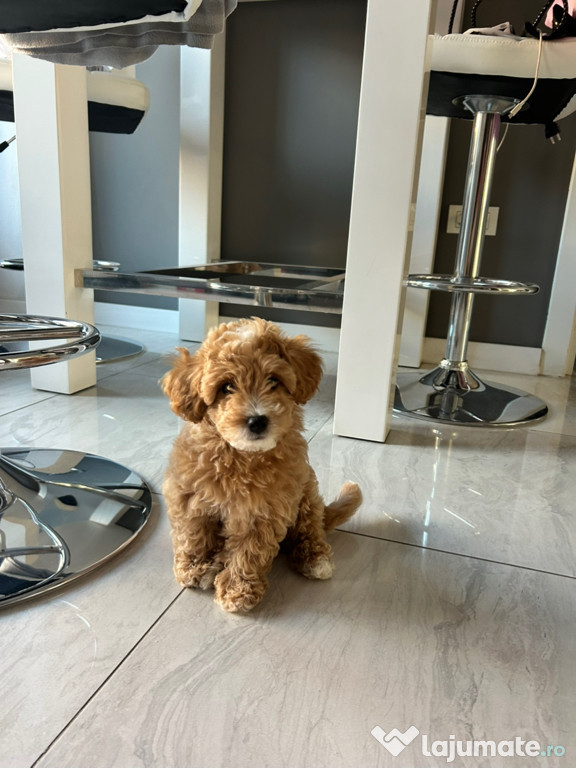 Maltipoo adorabil