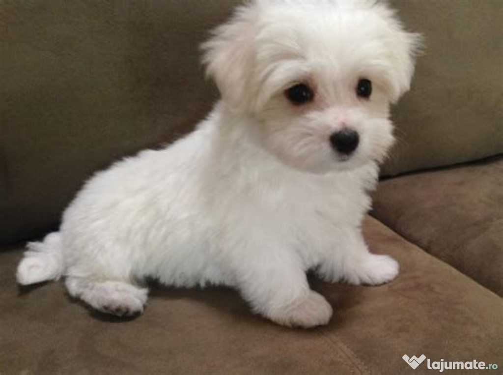 Bichon maltez îngrijit.