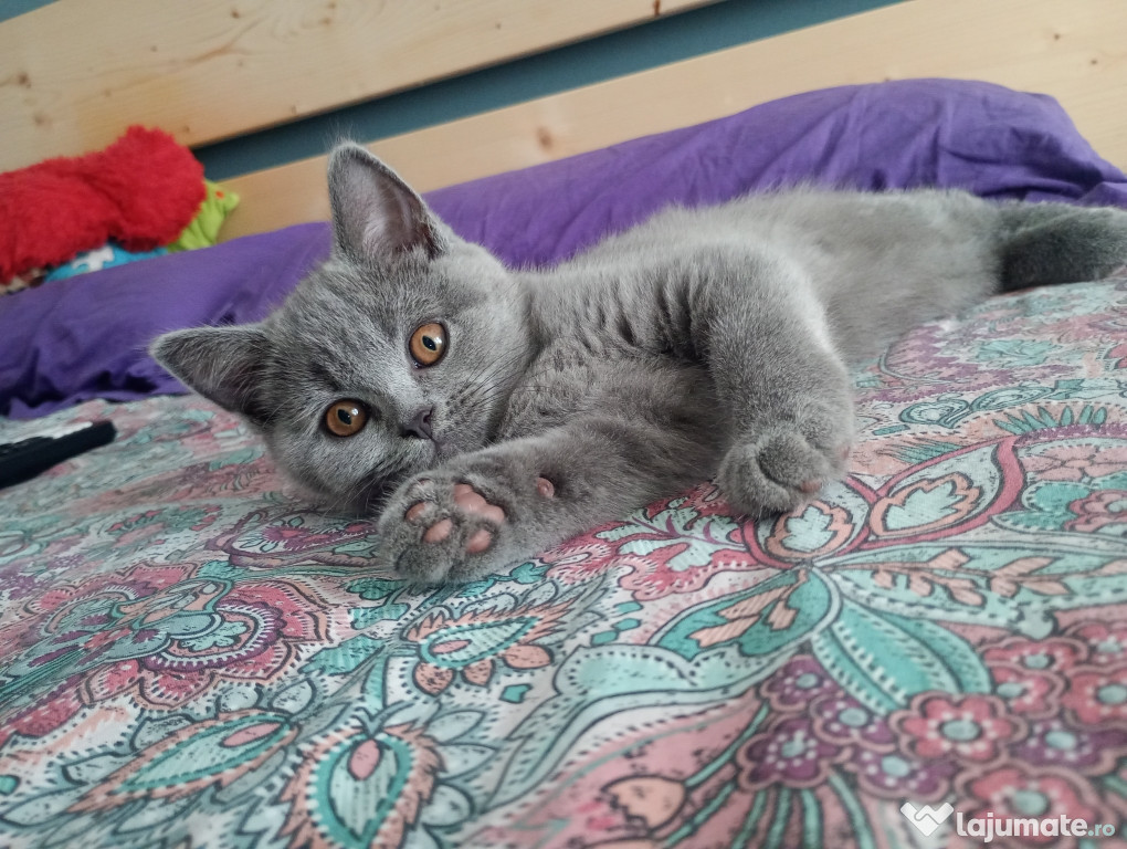 Pisici british shorthair