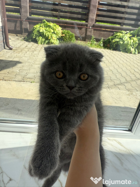 Motan Scottish Fold