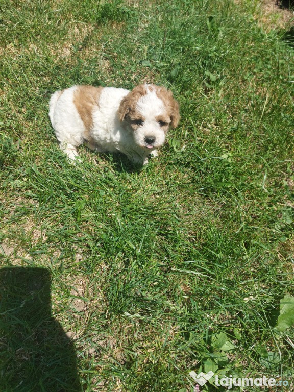 Bichon havanez caută casa noua