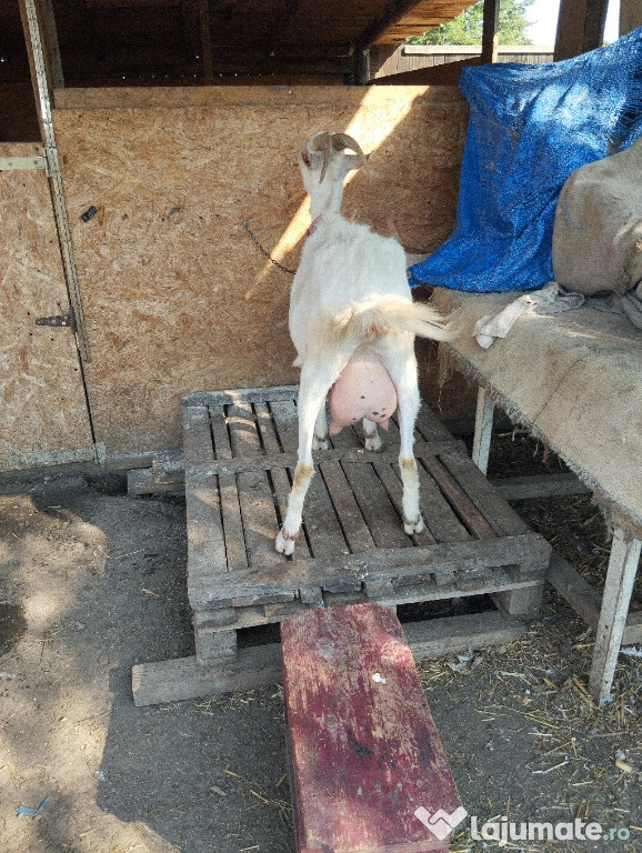 O căpriţă SAANEN la prima fatare cu lapte.