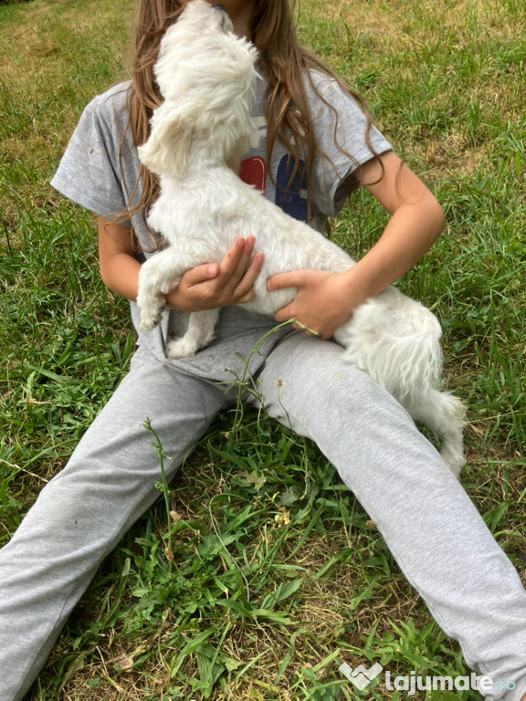 3 puiuti de Bichon caută casuta iubitoare