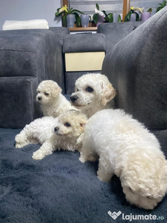 Bichon Frise – 3 fetițe adorabile își caută familii iubitoare!