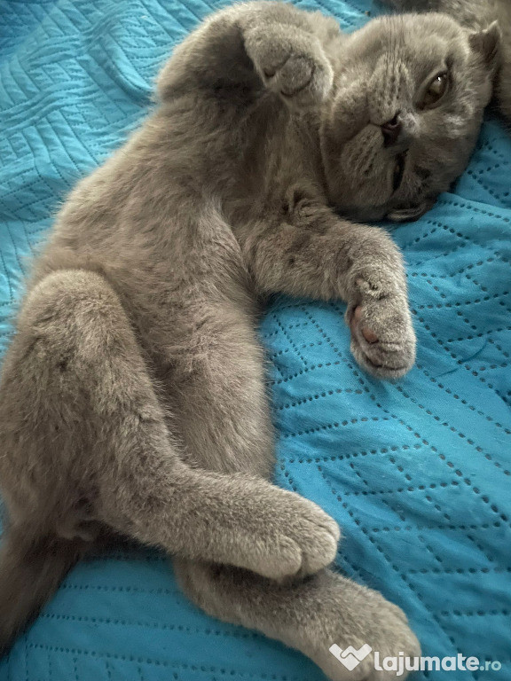 Scottish fold băiețel