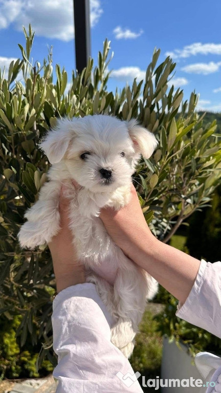 Bichon maltez mini toy