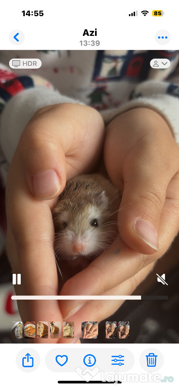 Vând hamster Roborovski