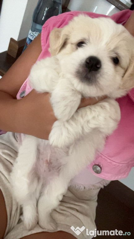 De Vânzare Pui Bichon - Băiat