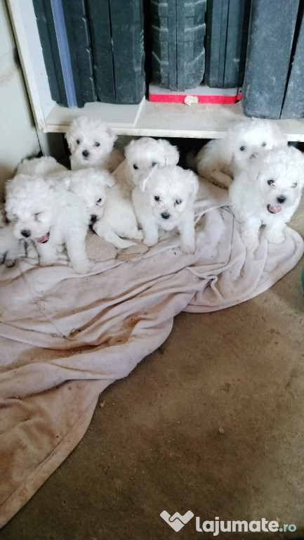 Bichon maltez alb