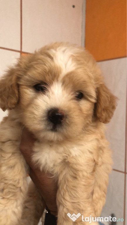 Bichon havanez auriu