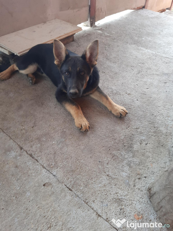 Pui ciobănesc german în vârstă de 4 luni
