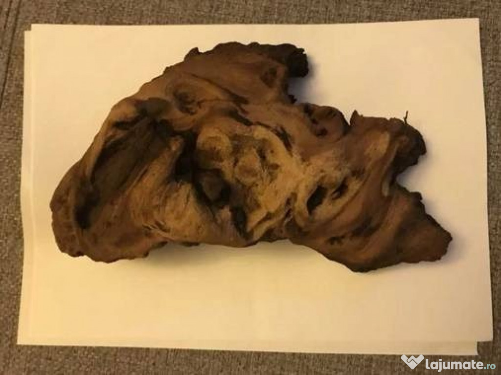 Decor buturuga lemn acvariu - terariu gecko scorpion tarantula reptile